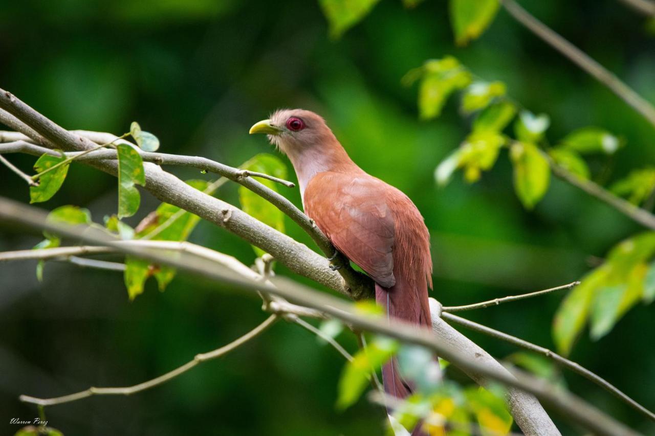 Shimiyacu Amazon Lodge Тарапото Екстер'єр фото